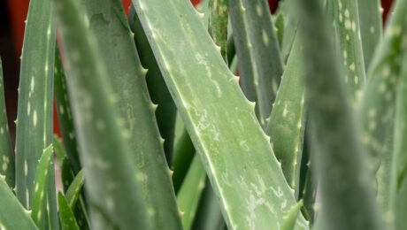 Aloë vera verzorging